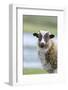 Foula Sheep on the Island of Foula. Shetland Islands, Scotland-Martin Zwick-Framed Photographic Print