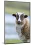 Foula Sheep on the Island of Foula. Shetland Islands, Scotland-Martin Zwick-Mounted Photographic Print