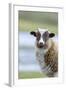 Foula Sheep on the Island of Foula. Shetland Islands, Scotland-Martin Zwick-Framed Photographic Print