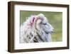 Foula Sheep on the Island of Foula. Shetland Islands, Scotland-Martin Zwick-Framed Photographic Print