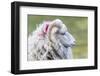 Foula Sheep on the Island of Foula. Shetland Islands, Scotland-Martin Zwick-Framed Photographic Print