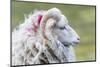 Foula Sheep on the Island of Foula. Shetland Islands, Scotland-Martin Zwick-Mounted Photographic Print