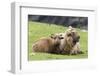 Foula Sheep on the Island of Foula. Shetland Islands, Scotland-Martin Zwick-Framed Photographic Print