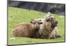 Foula Sheep on the Island of Foula. Shetland Islands, Scotland-Martin Zwick-Mounted Photographic Print