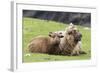 Foula Sheep on the Island of Foula. Shetland Islands, Scotland-Martin Zwick-Framed Photographic Print