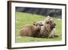 Foula Sheep on the Island of Foula. Shetland Islands, Scotland-Martin Zwick-Framed Photographic Print