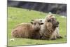 Foula Sheep on the Island of Foula. Shetland Islands, Scotland-Martin Zwick-Mounted Photographic Print