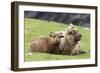 Foula Sheep on the Island of Foula. Shetland Islands, Scotland-Martin Zwick-Framed Photographic Print