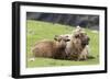 Foula Sheep on the Island of Foula. Shetland Islands, Scotland-Martin Zwick-Framed Photographic Print