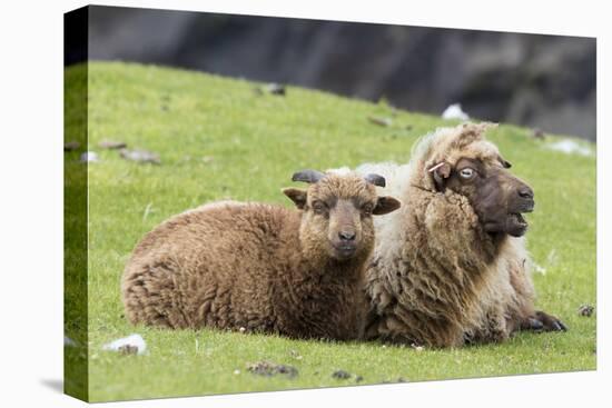 Foula Sheep on the Island of Foula. Shetland Islands, Scotland-Martin Zwick-Stretched Canvas