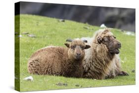 Foula Sheep on the Island of Foula. Shetland Islands, Scotland-Martin Zwick-Stretched Canvas