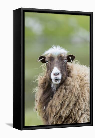 Foula Sheep on the Island of Foula. Shetland Islands, Scotland-Martin Zwick-Framed Stretched Canvas