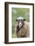 Foula Sheep on the Island of Foula. Shetland Islands, Scotland-Martin Zwick-Framed Photographic Print