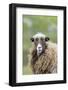 Foula Sheep on the Island of Foula. Shetland Islands, Scotland-Martin Zwick-Framed Photographic Print