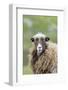 Foula Sheep on the Island of Foula. Shetland Islands, Scotland-Martin Zwick-Framed Photographic Print