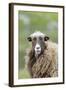 Foula Sheep on the Island of Foula. Shetland Islands, Scotland-Martin Zwick-Framed Photographic Print