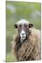 Foula Sheep on the Island of Foula. Shetland Islands, Scotland-Martin Zwick-Mounted Photographic Print