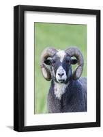 Foula Sheep on the Island of Foula. Shetland Islands, Scotland-Martin Zwick-Framed Photographic Print