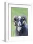 Foula Sheep on the Island of Foula. Shetland Islands, Scotland-Martin Zwick-Framed Photographic Print