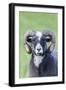 Foula Sheep on the Island of Foula. Shetland Islands, Scotland-Martin Zwick-Framed Photographic Print