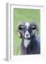 Foula Sheep on the Island of Foula. Shetland Islands, Scotland-Martin Zwick-Framed Photographic Print