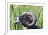 Foula Sheep on the Island of Foula. Shetland Islands, Scotland-Martin Zwick-Framed Photographic Print