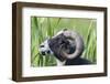 Foula Sheep on the Island of Foula. Shetland Islands, Scotland-Martin Zwick-Framed Photographic Print