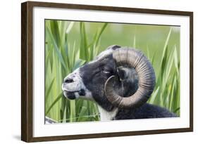 Foula Sheep on the Island of Foula. Shetland Islands, Scotland-Martin Zwick-Framed Photographic Print