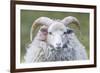 Foula Sheep on the Island of Foula. Shetland Islands, Scotland-Martin Zwick-Framed Photographic Print