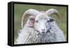 Foula Sheep on the Island of Foula. Shetland Islands, Scotland-Martin Zwick-Framed Stretched Canvas