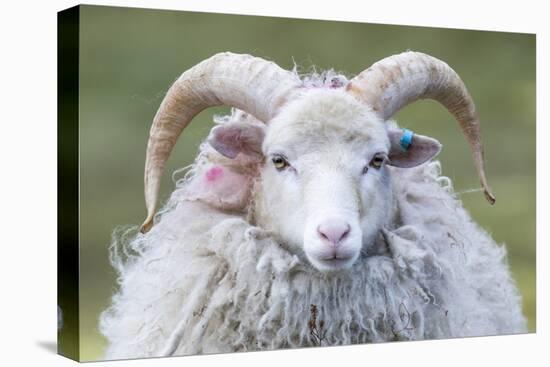 Foula Sheep on the Island of Foula. Shetland Islands, Scotland-Martin Zwick-Stretched Canvas