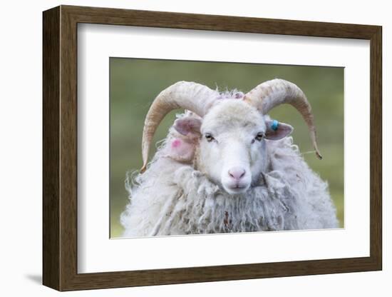 Foula Sheep on the Island of Foula. Shetland Islands, Scotland-Martin Zwick-Framed Photographic Print