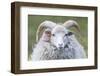 Foula Sheep on the Island of Foula. Shetland Islands, Scotland-Martin Zwick-Framed Photographic Print