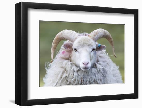 Foula Sheep on the Island of Foula. Shetland Islands, Scotland-Martin Zwick-Framed Photographic Print