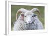 Foula Sheep on the Island of Foula. Shetland Islands, Scotland-Martin Zwick-Framed Photographic Print