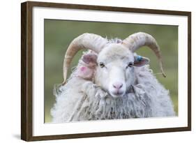 Foula Sheep on the Island of Foula. Shetland Islands, Scotland-Martin Zwick-Framed Photographic Print