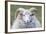 Foula Sheep on the Island of Foula. Shetland Islands, Scotland-Martin Zwick-Framed Photographic Print