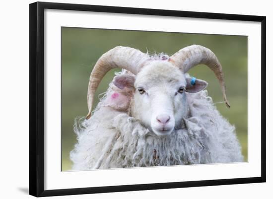 Foula Sheep on the Island of Foula. Shetland Islands, Scotland-Martin Zwick-Framed Photographic Print