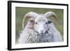 Foula Sheep on the Island of Foula. Shetland Islands, Scotland-Martin Zwick-Framed Photographic Print