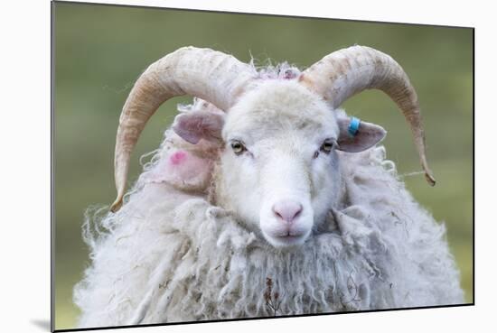 Foula Sheep on the Island of Foula. Shetland Islands, Scotland-Martin Zwick-Mounted Photographic Print