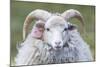 Foula Sheep on the Island of Foula. Shetland Islands, Scotland-Martin Zwick-Mounted Photographic Print