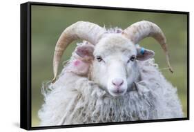 Foula Sheep on the Island of Foula. Shetland Islands, Scotland-Martin Zwick-Framed Stretched Canvas