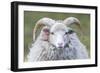 Foula Sheep on the Island of Foula. Shetland Islands, Scotland-Martin Zwick-Framed Photographic Print