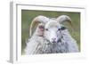 Foula Sheep on the Island of Foula. Shetland Islands, Scotland-Martin Zwick-Framed Photographic Print