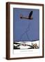 Brown Frame