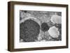 Found Textures XIX-Jason Johnson-Framed Photographic Print