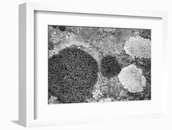 Found Textures XIX-Jason Johnson-Framed Photographic Print