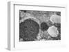 Found Textures XIX-Jason Johnson-Framed Photographic Print