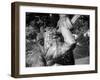 Fountain 5-John Gusky-Framed Photographic Print