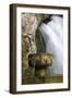 Fountain at the Holy Cave of Covadong, Asturias, Northern Spain-David R. Frazier-Framed Photographic Print